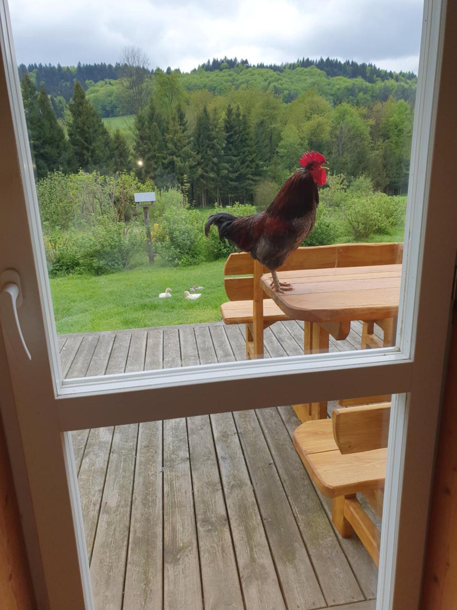 Raj Helmuta Villa Rabe  Værelse billede